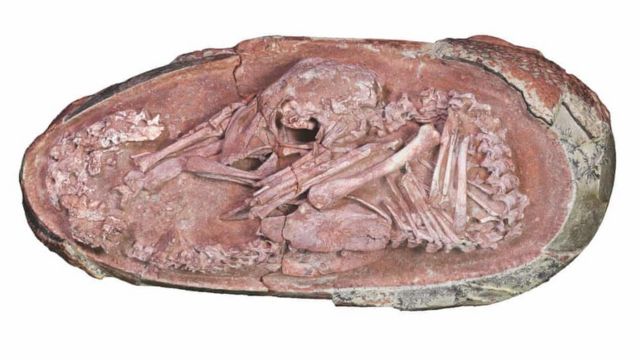 Hallan en China embrión de dinosaurio preservado