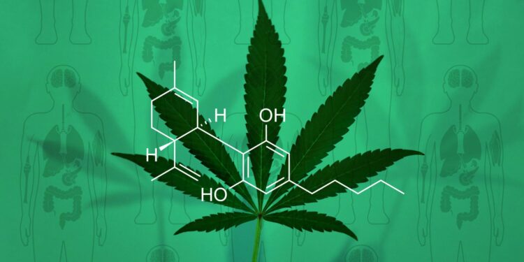¿Cómo está cambiando el Aceite de CBD el sector Salud y Bienestar?