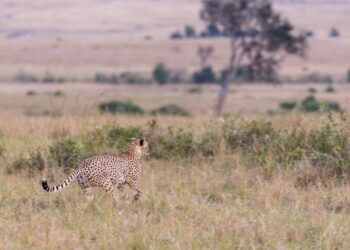 Descubre la Increíble Flora y Fauna de Utebo: Guía Completa