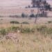 Descubre la Increíble Flora y Fauna de Utebo: Guía Completa