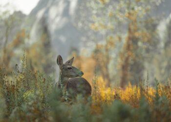Guía Completa para la Recogida de Setas en el Bosque: Consejos y Estrategias