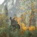 Guía Completa para la Recogida de Setas en el Bosque: Consejos y Estrategias