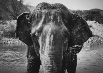 Guía Práctica para un Safari Fotográfico Exitoso: Capturando la Esencia de la Naturaleza