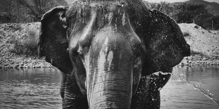 Guía Práctica para un Safari Fotográfico Exitoso: Capturando la Esencia de la Naturaleza