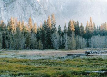 Guía Definitiva para la Búsqueda de Huellas de Animales en el Bosque: Tips y Estrategias