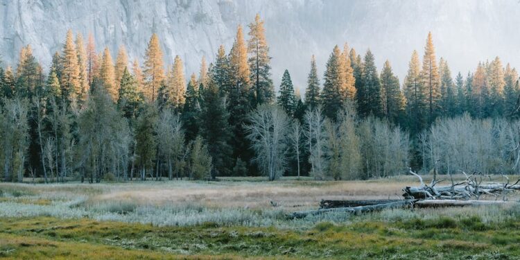 Guía Definitiva para la Búsqueda de Huellas de Animales en el Bosque: Tips y Estrategias